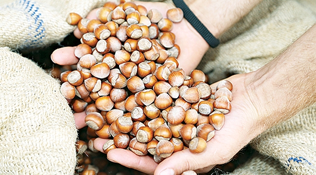 Pazara 645 bin 875 ton fındık indi