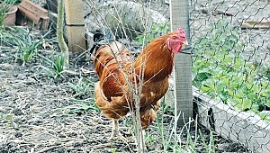 Yumurtlayan horoz şaşırttı