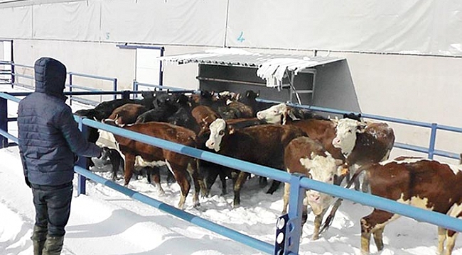 250 Bin Düve Projesi'nde geri sayım başladı