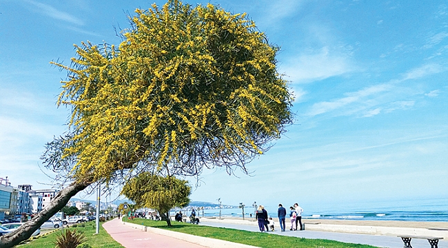 Atakum sahilinde mimoza güzelliği
