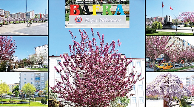 Bafra çiçek açtı 