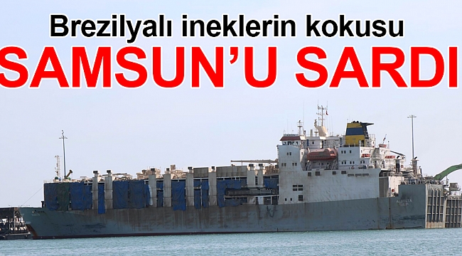 Brezilyalı ineklerin kokusu Samsun'u sardı