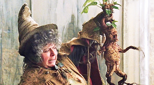 BU BİTKİ ANTİK MISIR’DAN BU YANA KULLANILIYOR