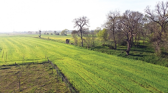 Buğdayda sarı pas hastalığına dikkat!