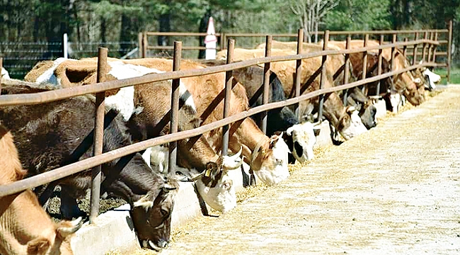 Büyükşehirden hayvancılığa destek