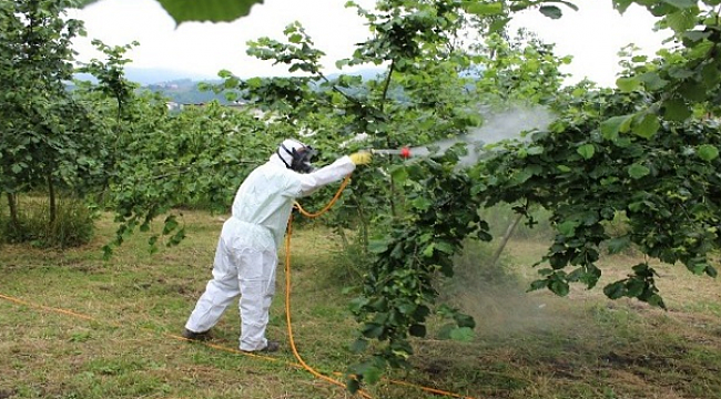 Fındıkta küllenme hastalığı uyarısı