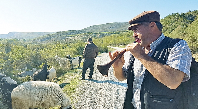 Keçileri zurna ile otlatıyor 