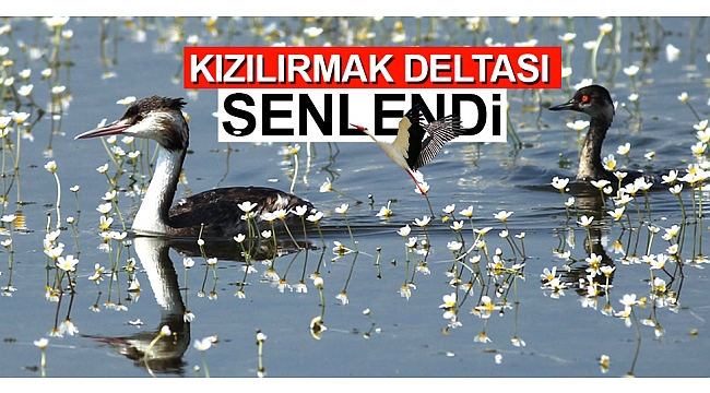 Kızılırmak Deltası kuşlarla şenlendi