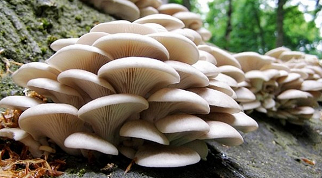 Mantar üreticisine devlet desteği