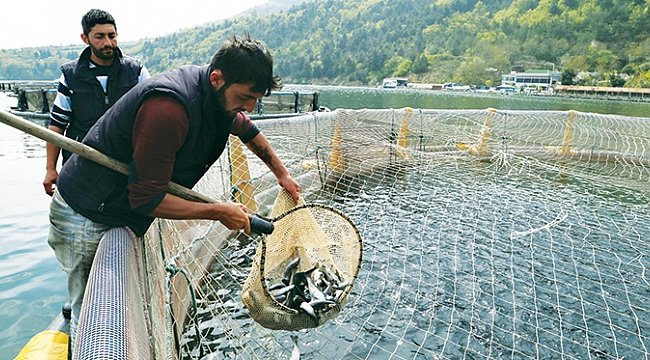 Tezgahlar kültür balıklarıyla canlandı