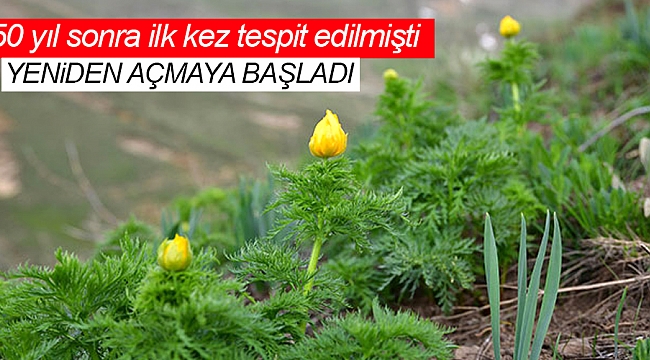 150 yıl sonra ilk kez tespit edilmişti