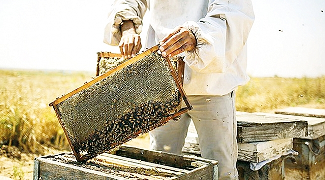 76 bin arı kolonisi  üretim için çalıştı