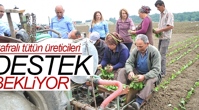 Bafralı tütün üreticileri destek istiyor