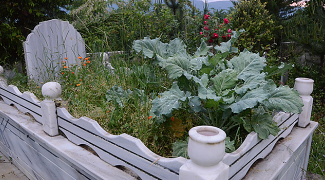 Karadenizlinin ‘karalahana’ aşkı