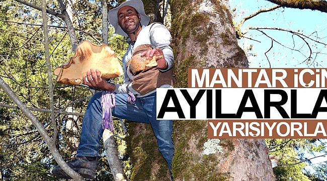 Mantar için ayılarla yarışıyorlar