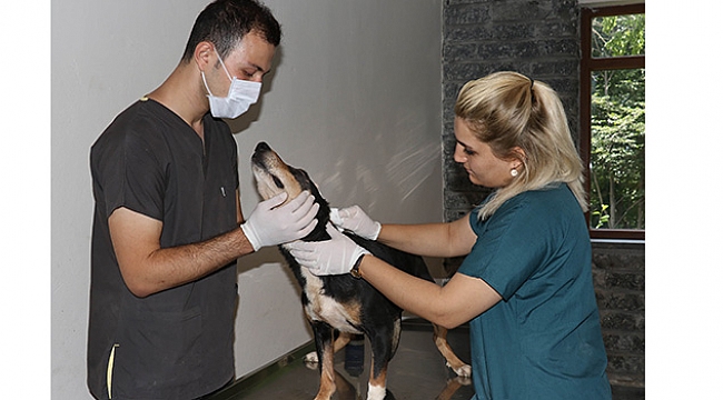 Bunu yapan insan olamaz!