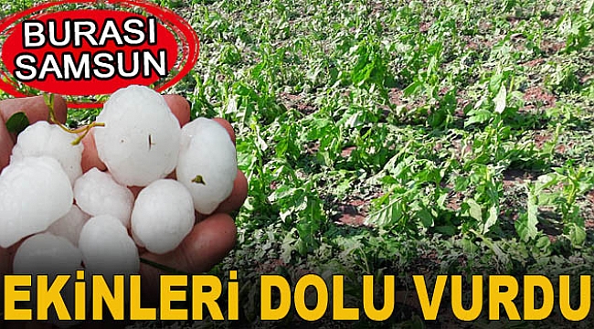 DOLU EKİNLERİ VURDU