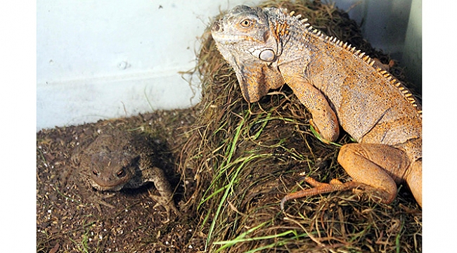 İki aykırı hayvanın  ilginç arkadaşlığı