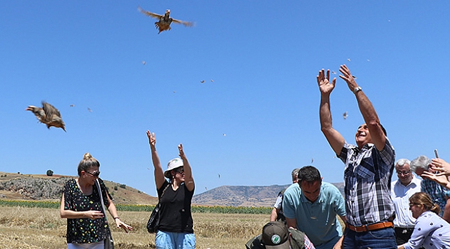 Kınalı keklikler doğaya salındı