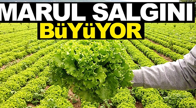 Marul salgını büyüyor