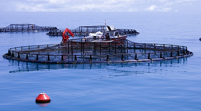Yılda dört bin ton balık üretilecek