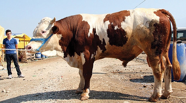 2018 kurbanlık fiyatları belli oldu