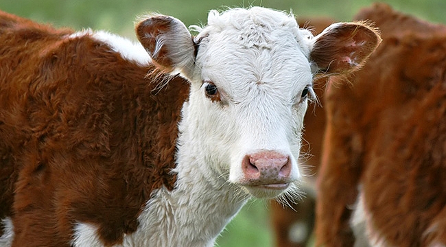 Buzağı desteği için başvurular başladı