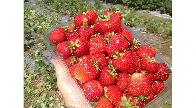 'Engiz Çileği' tarlada satılıyor!