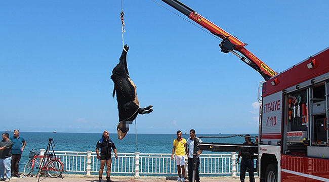 İTHAL ANGUS SAMSUN’U KARIŞTIRDI