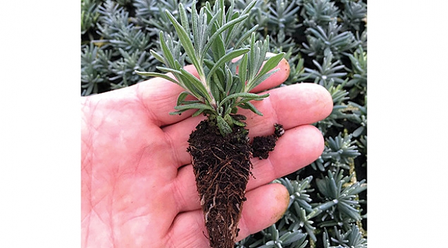 Japon firma  kolları sıvadı