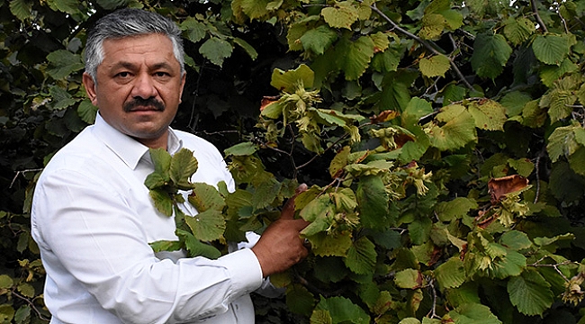 Kaliteli fındık için hasat uyarısı