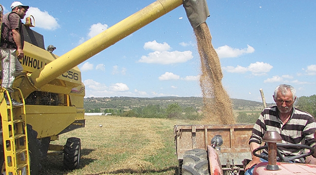 Kavak'ta buğday hasadı başladı