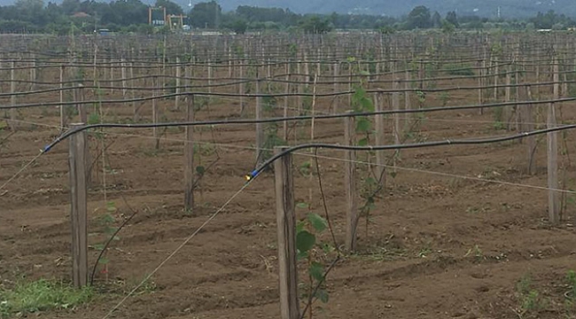 Kivide atağa geçildi