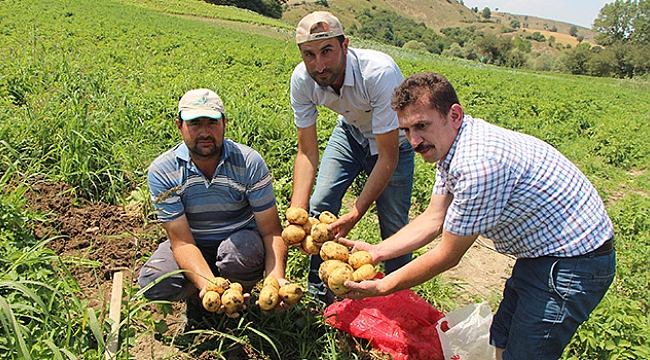 Patates kıtlığına çözüm olacak
