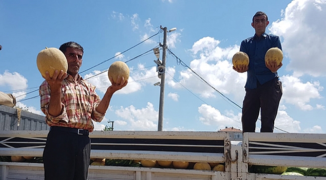 Yerli kavun ve karpuz tezgaha indi