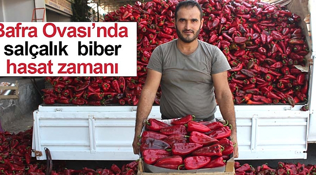 Bafra Ovası’nda salçalık  biber hasat zamanı 