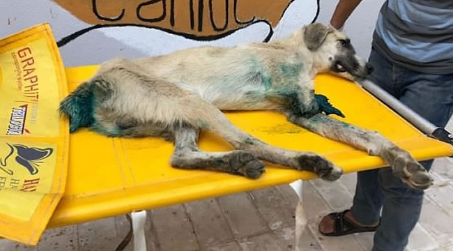 Bir vahşet daha! Bu halde bulundu