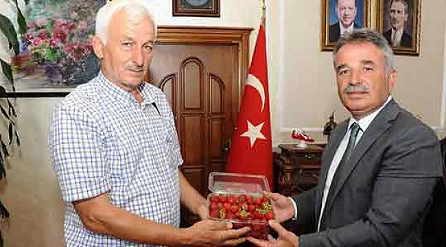 Büyükşehirden aldığı destekte çilek üreticisi oldu