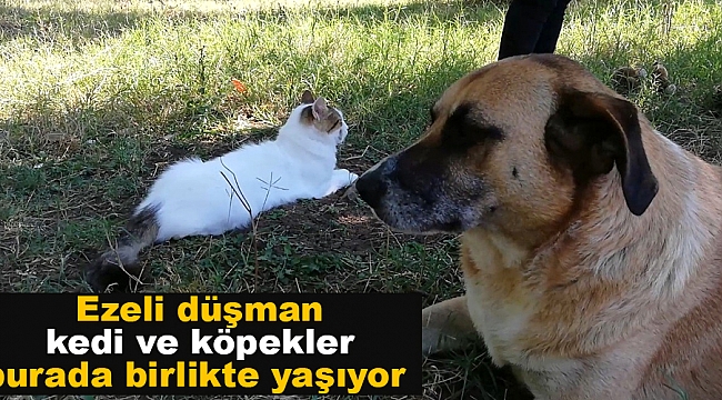 Ormanlık alanda 70 kedi, 18 köpekle birlikte yaşıyor 