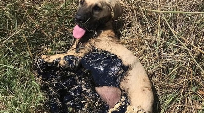 Saatlerce bu halde kurtarılmayı bekledi