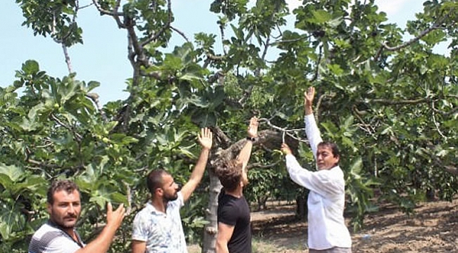 Sadece Bursa'da yetişiyor