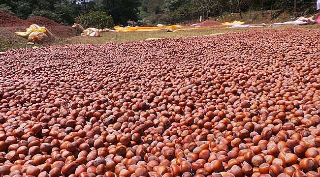 Terme'de şiddetli yağış fındığı vurdu