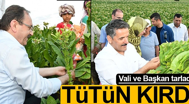 Vali ve Başkan tarlada tütün kırdı