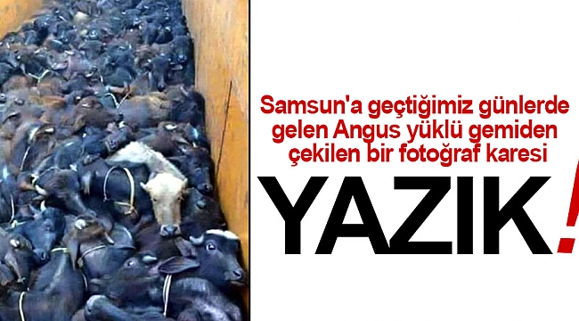 Yazık bu hayvanlara