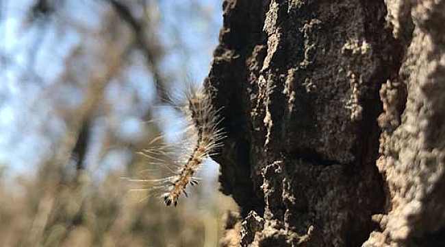 Deltadaki ağaçlara kelebek tehdidi