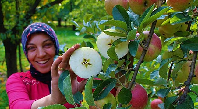 Amasyalılar iki bin yıldır elma yetiştiriyor
