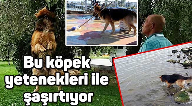 Bu köpek yetenekleri ile şaşırtıyor