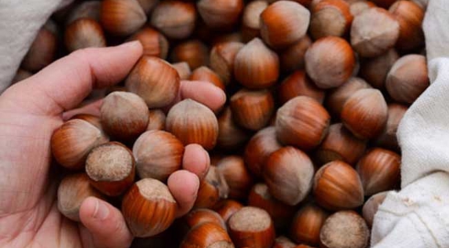 Fındık fiyatları yükselişe geçti