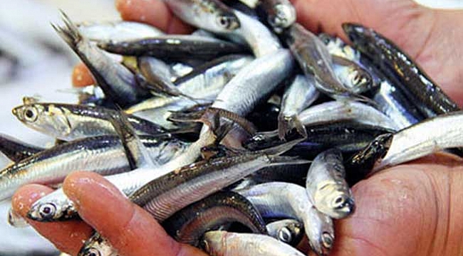 Hamsi radara girmedi