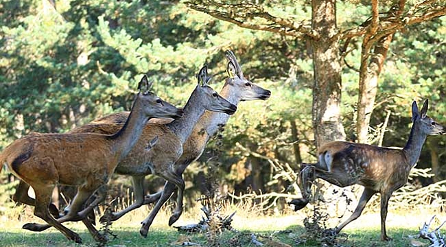 İki taneydi şimdi ise onlarca